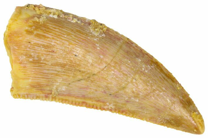 Serrated Raptor Tooth - Real Dinosaur Tooth #361007